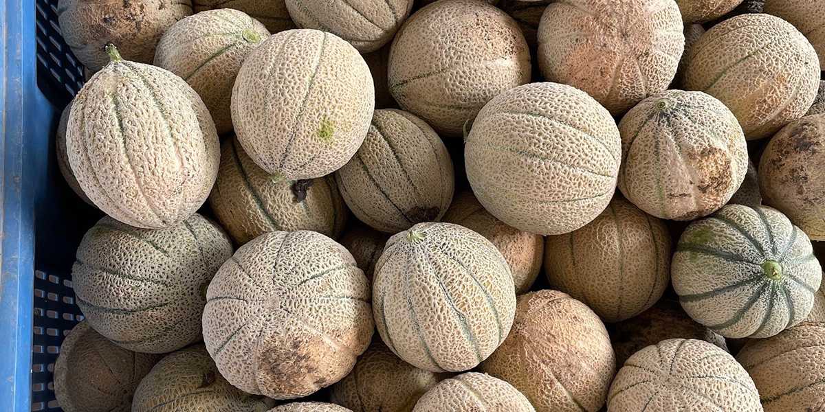 Al via la campagna del melone retato in Puglia 